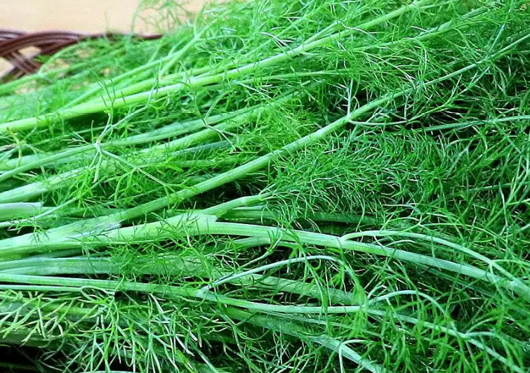 餃子機為什么做不了茴香餡的餃子？